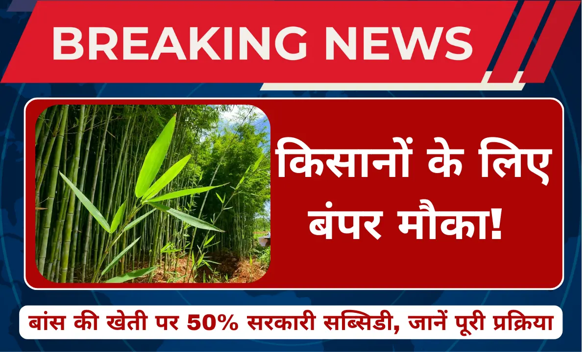 बांस की खेती पर 50% सब्सिडी